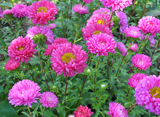 The flower beds grow asters