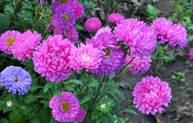The flower beds grow asters