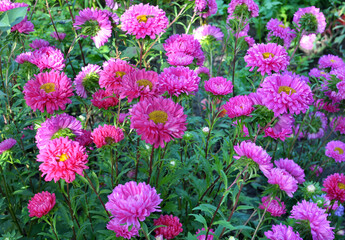 The flower beds grow asters