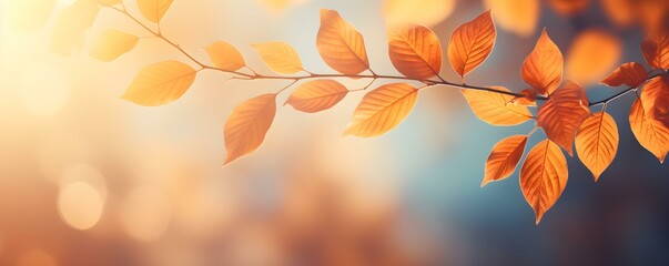 Naklejka na ściany i meble Bathing in the Warm Sunlight: Serene Nature Backdrop of Vibrant Fall Foliage. Concept Fall Foliage Photoshoot, Sun-Kissed Portraits, Autumnal Serenity, Nature-Inspired Poses