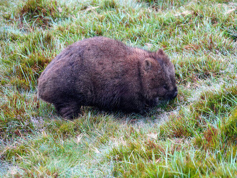Common wombat of Tasmania