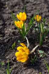 Yellow bright beautiful crocuses bloom in spring in the park. First spring flowers. Plants. Close up. Macro photography.