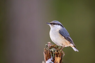 Eurasian nuthatch (Sitta europaea) on branch