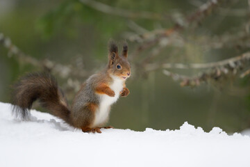 Cute Norwegian Red squirrel (Sciurus vulgaris) in snow