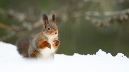 Cute Norwegian Red squirrel (Sciurus vulgaris) in snow