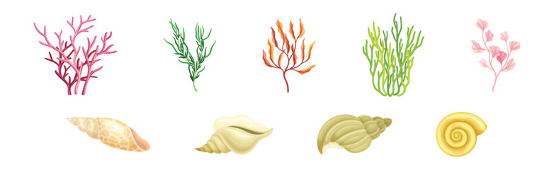 Coral Underwater Flora and Sea Shell and Conch Vector Set