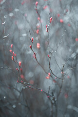 Shrub with red leaves, rebirth of nature after winter. Blur effect with shallow depth of field