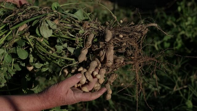 Harvesting peanut in the field Slow motion. Holding peanut stem in the farmland. Farmer harvest peanut on agriculture plantation.