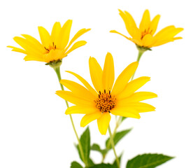 Three yellow flowers. - 750143403