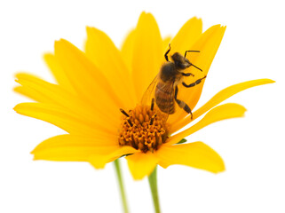 Honeybee and yellow flower - 750143404