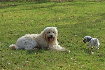 Großer Goldendoodlerüde mit kleiner Bolonka-Hündin auf einer Wiese