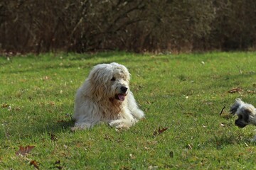 Großer Goldendoodlerüde mit kleiner Bolonka-Hündin auf einer Wiese