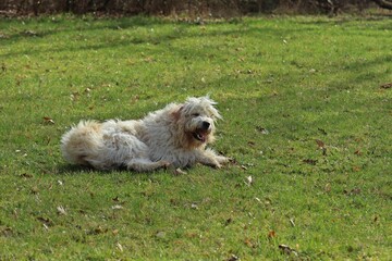 Goldendoodle auf Wiese