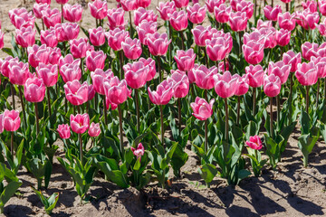 Large flowerbed of beautiful tulips in the park at spring