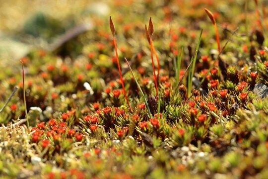 Haartragendes Frauenhaarmoos (Polytrichum piliferum) mit  m&auml;nnlichen Antheridienbecherchen