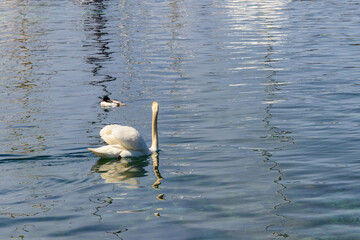 White swan swimming in the lake