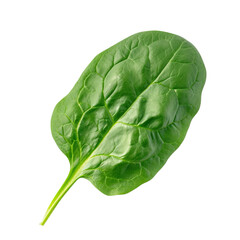 Front view of a spoil spinach leaf word vegetable isolated on white or transparent background