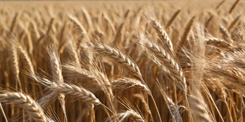 wheat field in the summer