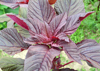 Amaranth grows in the garden
