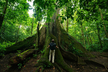Hiker in the rainforest with big tree