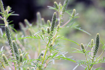 Ambrosia (Ambrosia artemisiifolia) grows in nature