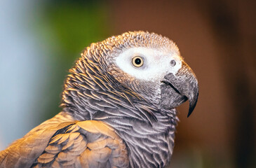 close up of an grey parrot