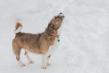 Funny dog on a walk in a snowy park
