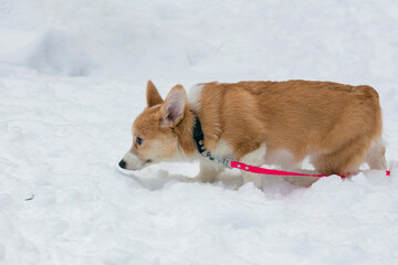 Dog breed Pembroke Welsh Corgi in snow..
