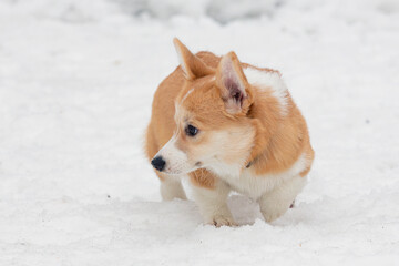 Dog breed Pembroke Welsh Corgi in snow..
