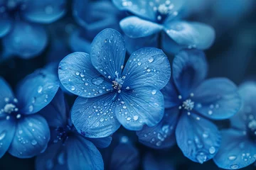 Foto op Plexiglas blue hydrangea flower © Olha