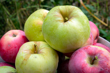 Red and green apples. Background of ripe apples.
