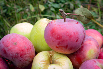 Red and green apples. Background of ripe apples.