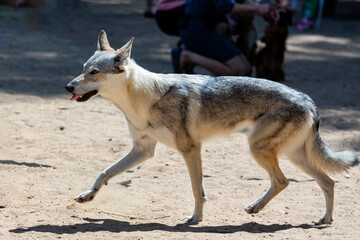Youth male of czechoslovak wolfdog posing outdoor in nature