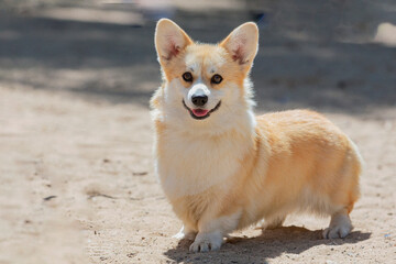 A Pembroke Corgi dog at a dog show