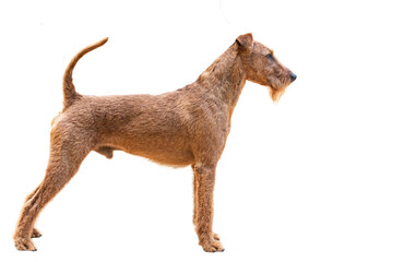 irish terrier dog standing on white background