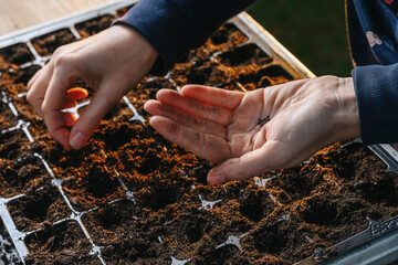 spring planting seeds in the ground, young woman prepares the soil and plants seeds from her hand in the ground, tools and garden work