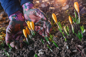 spring planting in the garden, a plant on the ground in the hands of a young woman