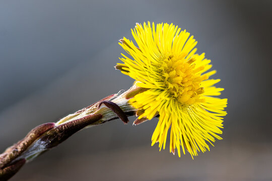 Bl&uuml;te des Huflattich (Tussilago farfara)