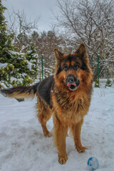 german shepherd dog in snow