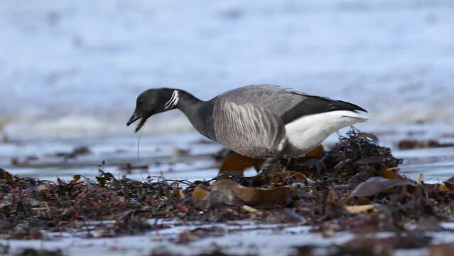 Bernache Cravant qui se nourrit sur une plage de Bretagne en France