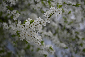 Close-up of white flowering plum branches, close-up of green flowering tree branches with young leaves, Mother's Day Poster Card, Women's Day Poster 