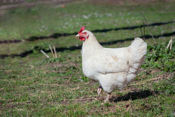A white laying hen walks freely in the village
