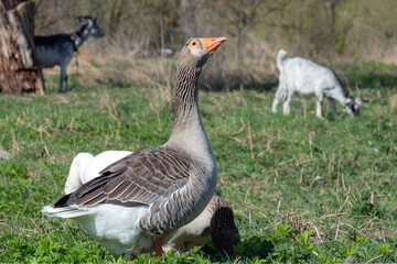 A beautiful grey goose on a background of green grass.