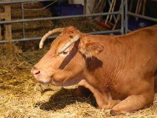cow with long curved horns rests on the straw in the stable