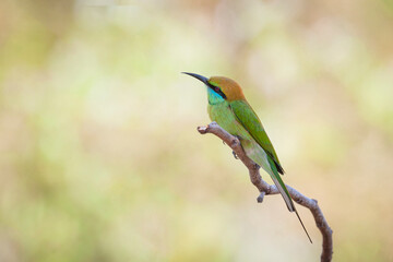 The green bee-eater (Merops orientalis) sometimes little green bee-eater sitting on the branch