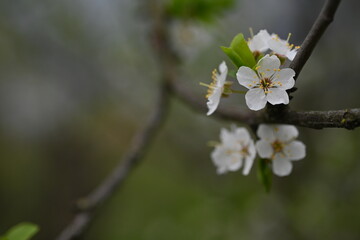 white cherry blossoms as background close up, spring white plum blossoms with leaves, spring background spring branches