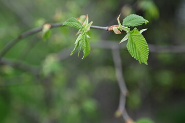 Spring ash tree sprig on blank background for lettering, copy pace, sustainability concept, spring background, mother's day 