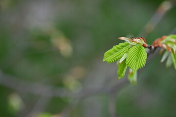 Spring ash tree sprig on blank background for lettering, copy pace, sustainability concept, spring background, mother's day 