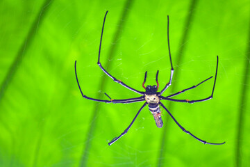 Nephila pilipes (or banana spiders.), a close-up of a giant golden weaver spider hanging on a web against a background of blurred green leaves