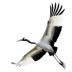 Naklejka premium Crane bird Flying in the air with open wingspan on white or transparent background